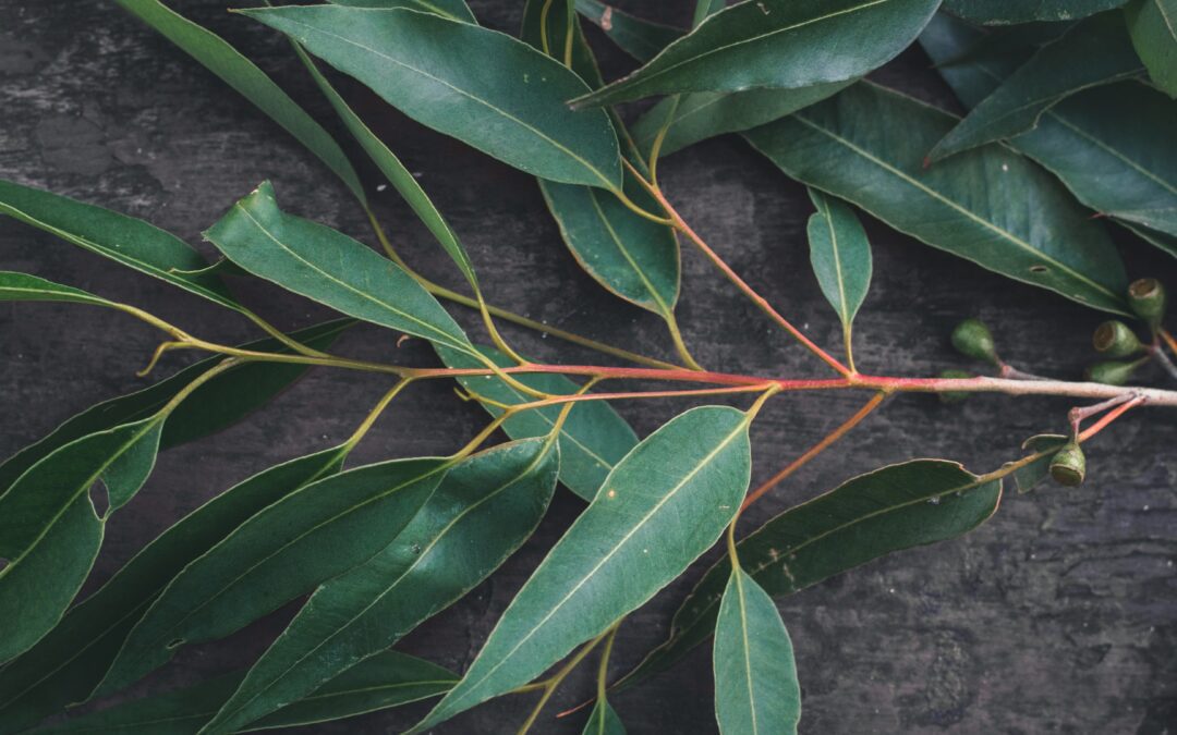 Eteerinen öljy ihonhoidossa – Eucalyptus globulus